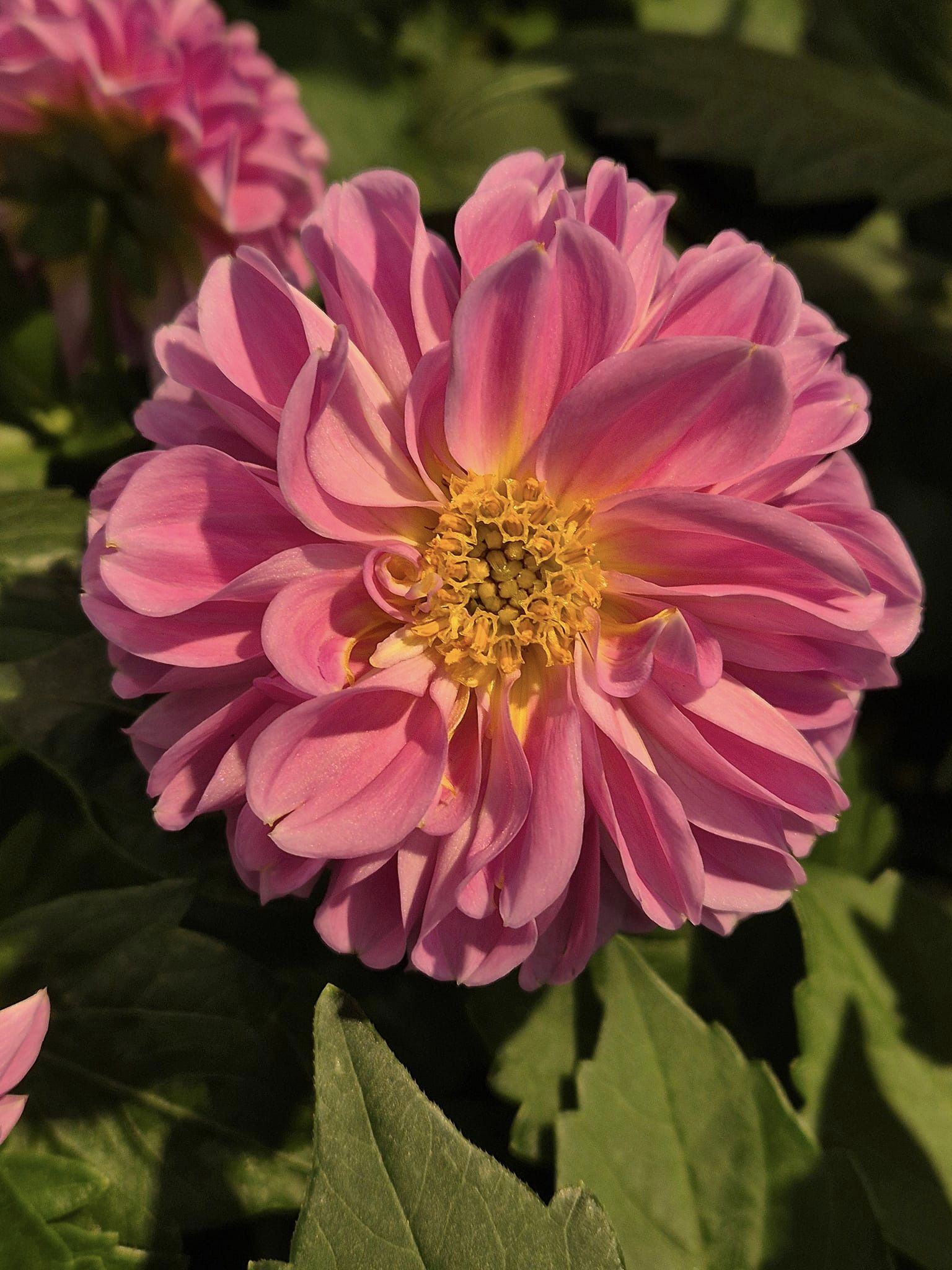 Pink Dahlia Flower